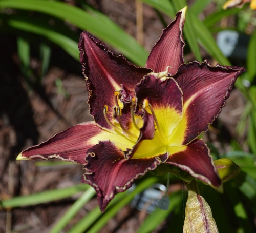 Daylily-Heavenly-Double-Shark-Bite-1200x-DSC 0323