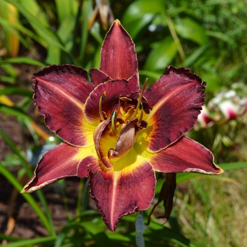 Daylily-Heavenly-Double-Shark-Bite-1200x-DSC 0533