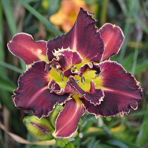 Daylily (Hemerocallis) Heavenly Double Shark Bite