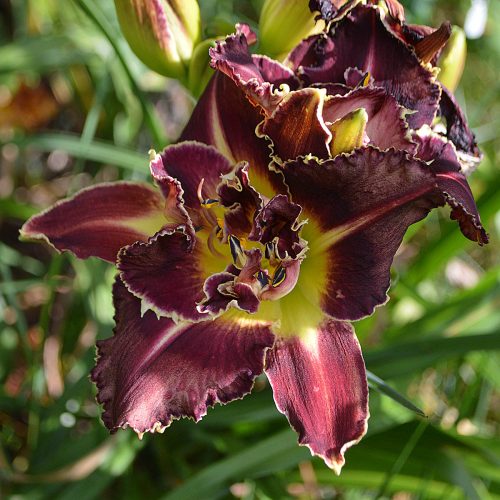 Daylily-Heavenly-Double-Shark-Bite-1200x-DSC 1266