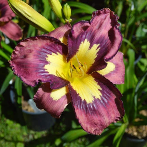 Daylily-Heavenly-Super-Sonic-1200x-DSC 0027