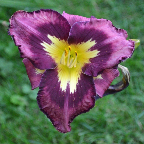 Daylily-Heavenly-Super-Sonic-1200x-DSC 0060