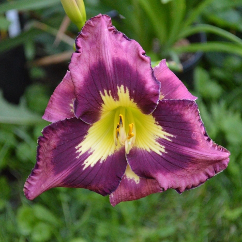 Daylily-Heavenly-Super-Sonic-1200x-DSC 0073