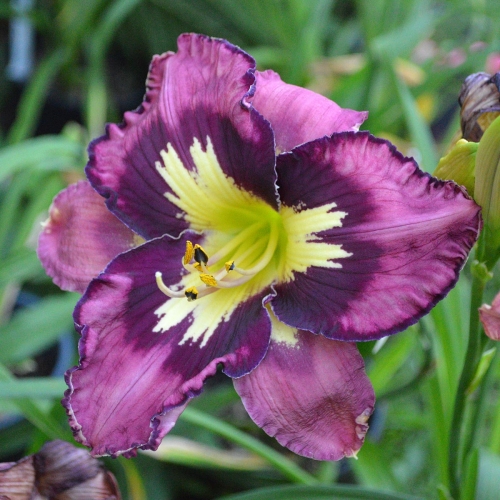 Daylily-Heavenly-Super-Sonic-1200x-DSC 0161