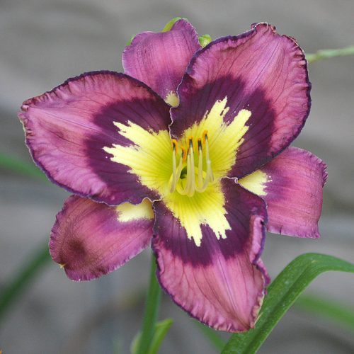 Daylily (Hemerocallis) Heavenly Super Sonic