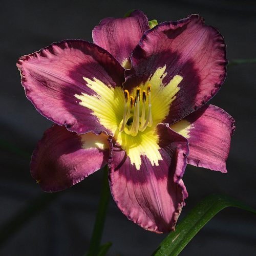 Daylily-Heavenly-Super-Sonic-1200x-DSC 0423