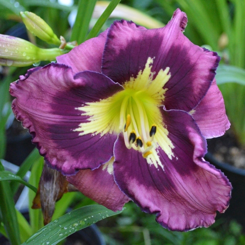 Daylily-Heavenly-Super-Sonic-1200x-DSC 0497