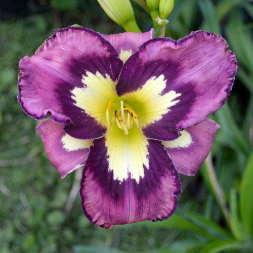 Daylily-Heavenly-Super-Sonic-1200x-DSC 0948