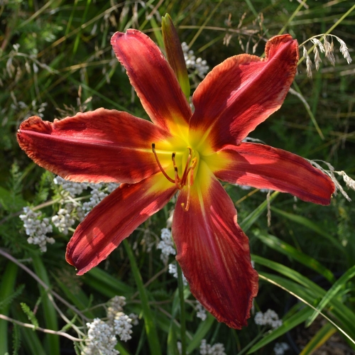 Daylily-Heavenly-United-We-Stand-1200x-DSC 0005