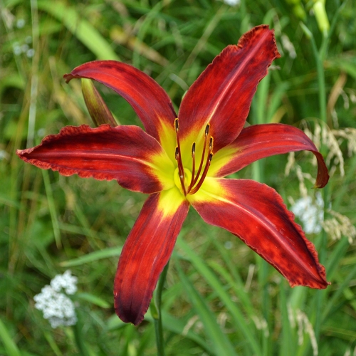 Daylily-Heavenly-United-We-Stand-1200x-DSC 0047