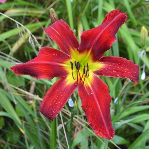 Daylily-Heavenly-United-We-Stand-1200x-DSC 0106