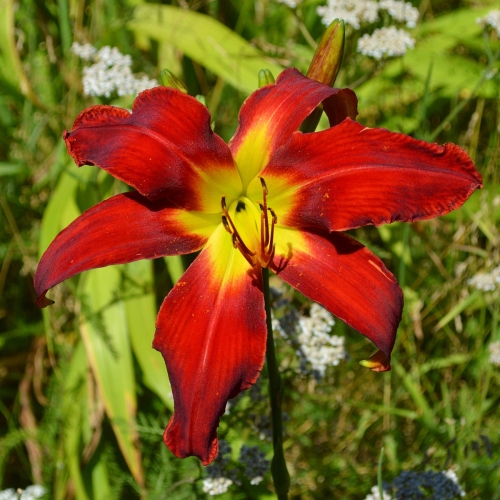 Daylily-Heavenly-United-We-Stand-1200x-DSC 0197