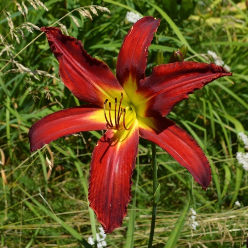 Daylily-Heavenly-United-We-Stand-1200x-DSC 0640