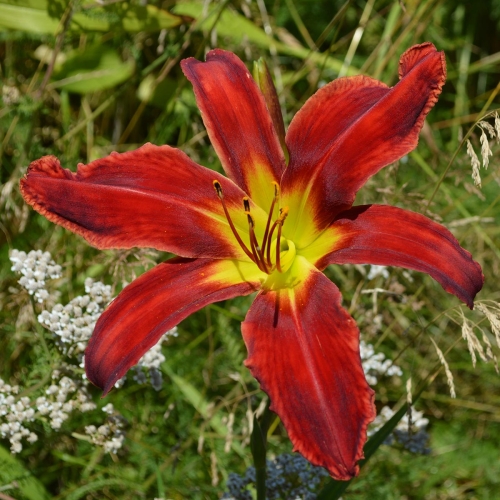Daylily (Hemerocallis) Heavenly United We Stand