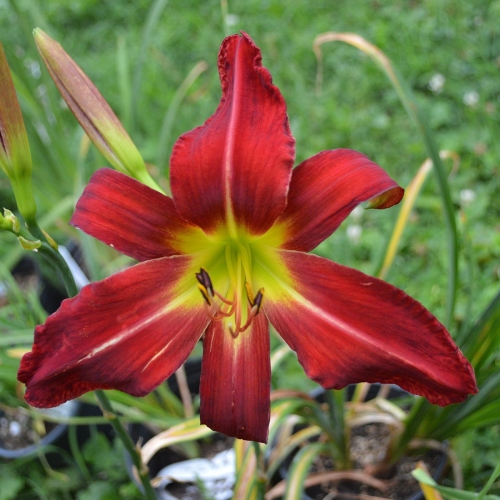 Daylily-Heavenly-United-We-Stand-1200x-DSC 1014