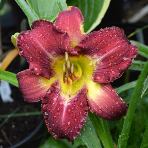 Daylily (Hemerocallis) Hedonist