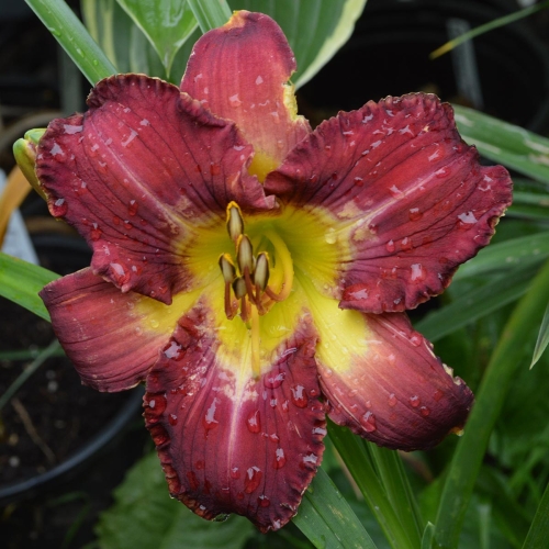 Daylily-Hedonist-1200x-DSC 0123