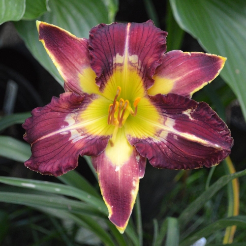 Daylily-Hedonist-1200x-DSC 0883