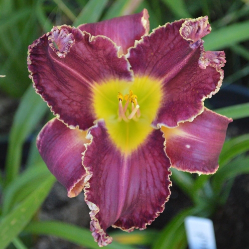 Daylily-Hexenbeast-1200x-DSC 0193