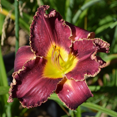 Daylily-Hexenbeast-1200x-DSC 0195