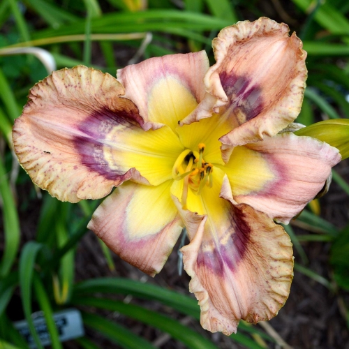Daylily-Hitchcock-Blonde-1200x-DSC 0001
