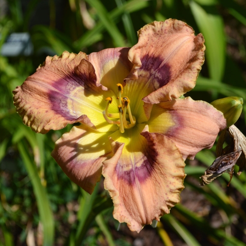Daylily-Hitchcock-Blonde-1200x-DSC 0494