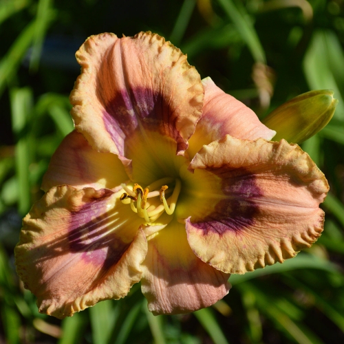 Daylily-Hitchcock-Blonde-1200x-DSC 0744
