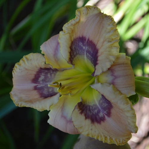 Daylily-Hitchcock-Blonde-1200x-DSC 0746