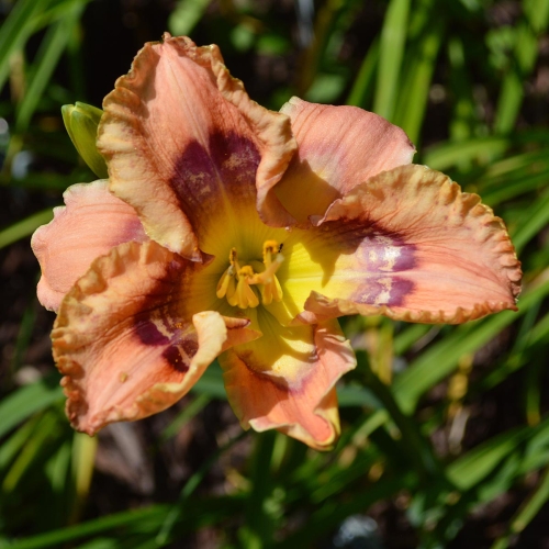 Daylily-Hitchcock-Blonde-1200x-DSC 0894