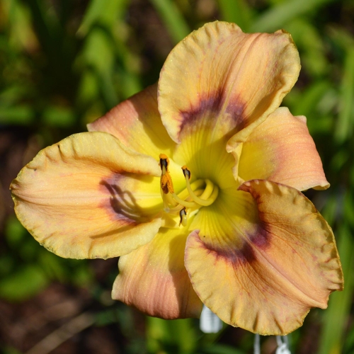Daylily (Hemerocallis) Hitchcock Blonde
