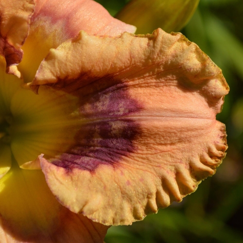 Daylily-Hitchcock-Blonde-1200x-petal-DSC 0809