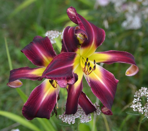 Daylily-Humungosaur-1200w-DSC 0716