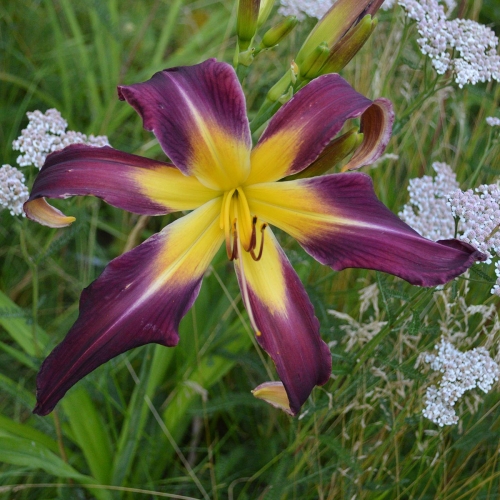 Daylily-Humungousaur-1200x-DSC 0053