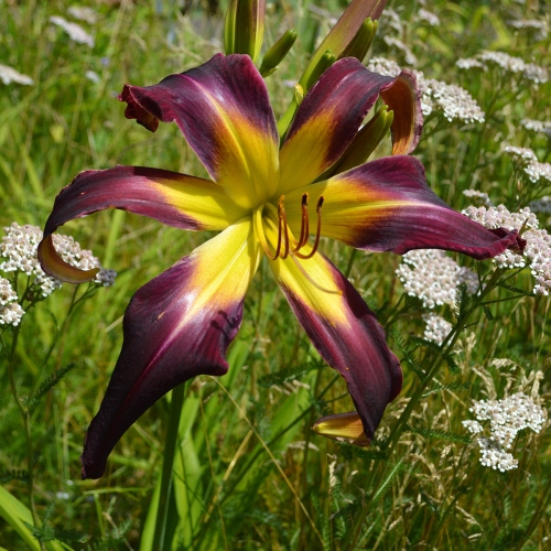 Daylily (Hemerocallis) Humungousaur