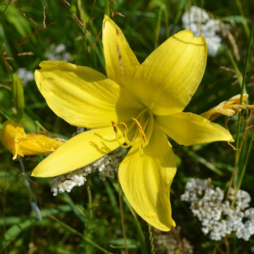 Daylily (Hemerocallis) Hyperion
