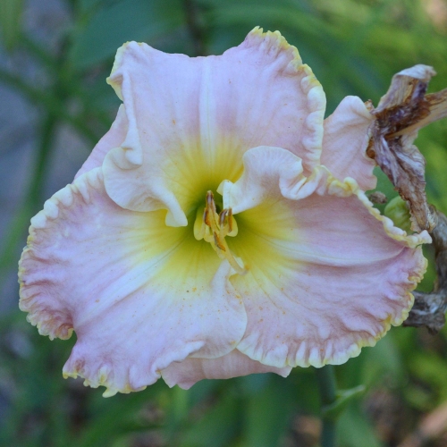 Daylily-Icicles-1200x-DSC 0090