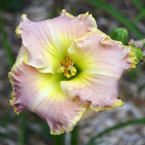 Daylily-Icicles-1200x-DSC 0290
