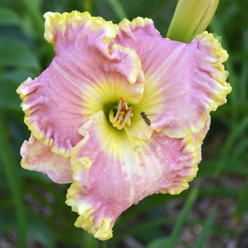 Daylily (Hemerocallis) Icicles