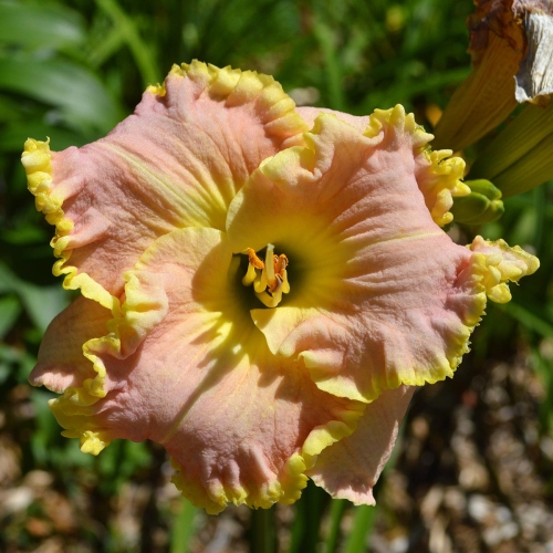 Daylily-Icicles-1200x-DSC 0492
