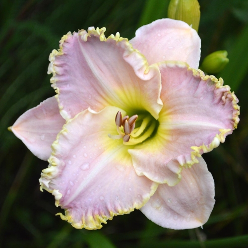 Daylily-Icicles-1200x-DSC 0623