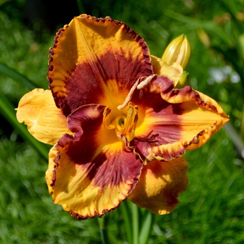 Daylily-Im-A-Pirate-1200x-DSC 0053