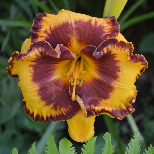 Daylily-Im-A-Pirate-1200x-DSC 0232