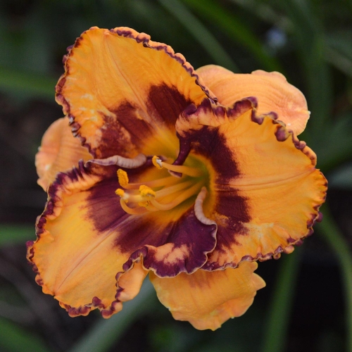 Daylily-Im-A-Pirate-1200x-DSC 0258