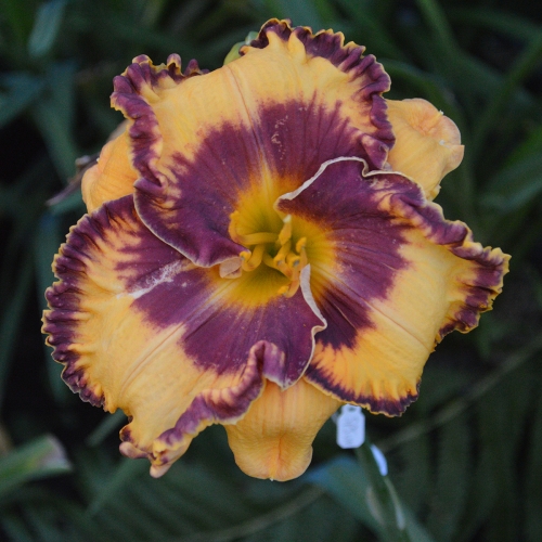 Daylily-Im-A-Pirate-1200x-DSC 0344
