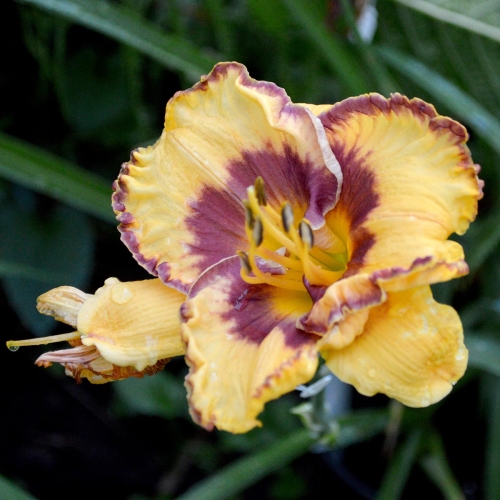 Daylily-Im-A-Pirate-1200x-DSC 0498
