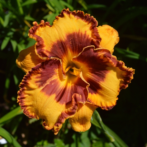 Daylily-Im-A-Pirate-1200x-DSC 0914