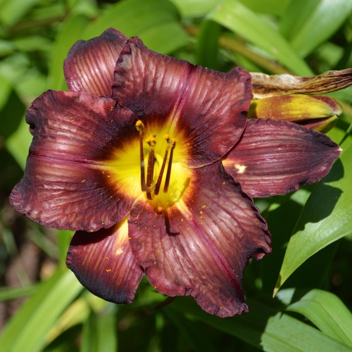 Daylily-In-The-Shadow-1200x-DSC 0896
