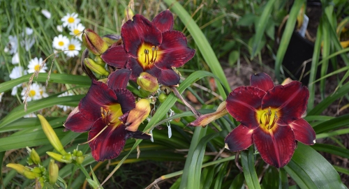 Daylily-In-The-Shadows-1200h-DSC 0996