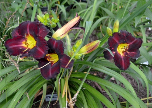 Daylily-In-The-Shadows-1200w-DSC 0082