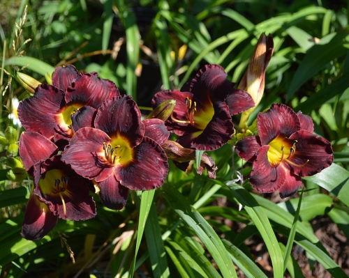 Daylily-In-The-Shadows-1200w-DSC 0478